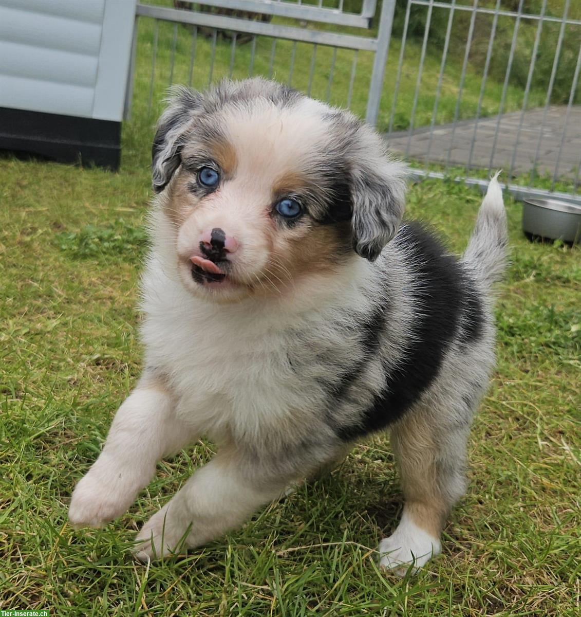 Bild 5: Mini Aussie Hündin - Blue Merle - mit Papieren