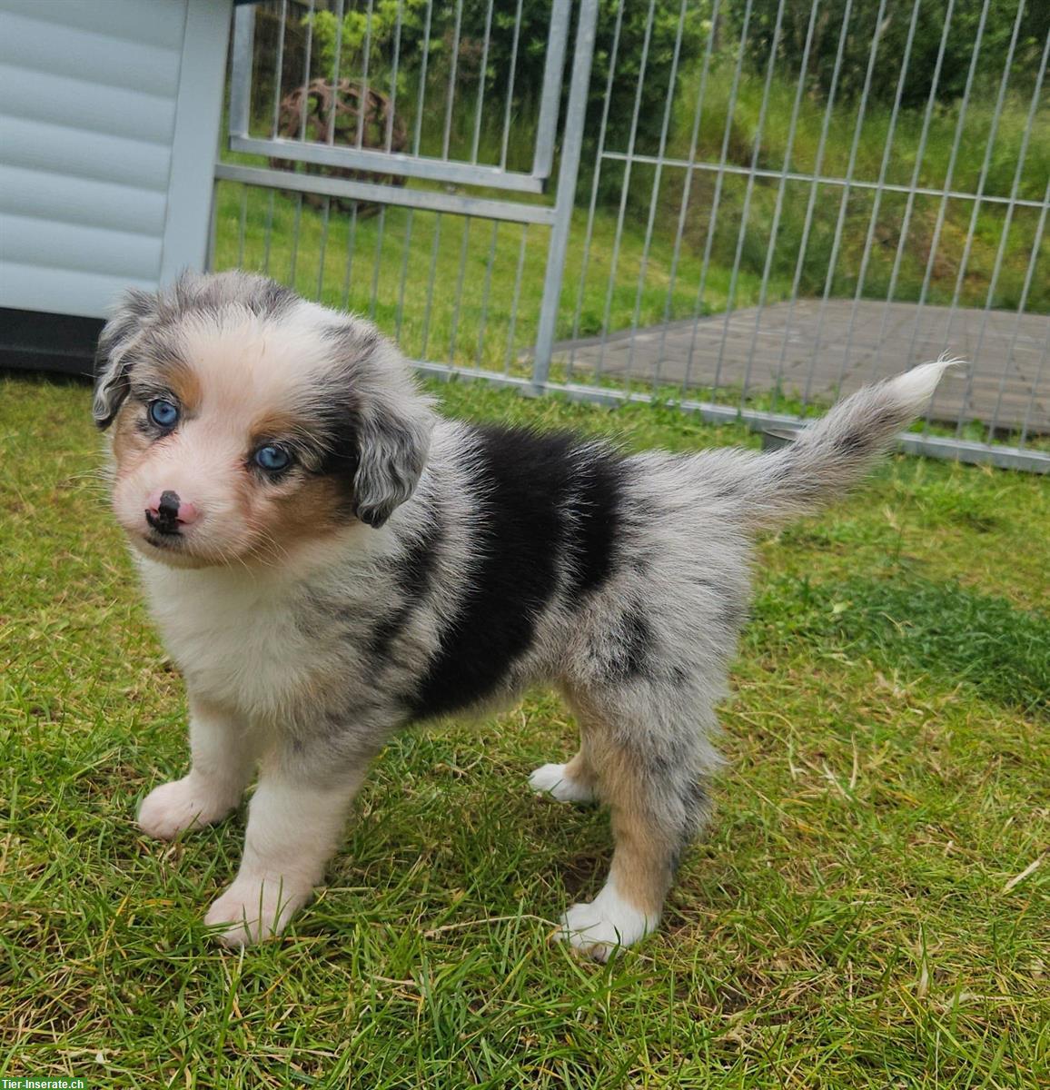 Bild 6: Mini Aussie Hündin - Blue Merle - mit Papieren