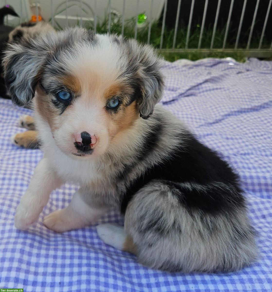 Bild 7: Mini Aussie Hündin - Blue Merle - mit Papieren