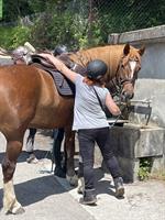 Reitbeteiligung auf Freiberger Stute, Kehrsatz BE
