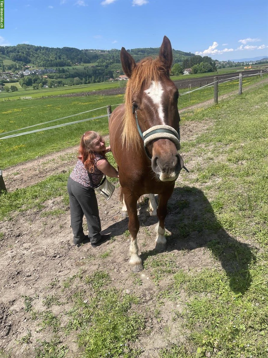 Bild 2: Reitbeteiligung auf Freiberger Stute, Kehrsatz BE