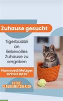 Katzen Junge sucht ein neues Zuhause