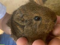 Junge Meerschweinchen, männlich abzugeben