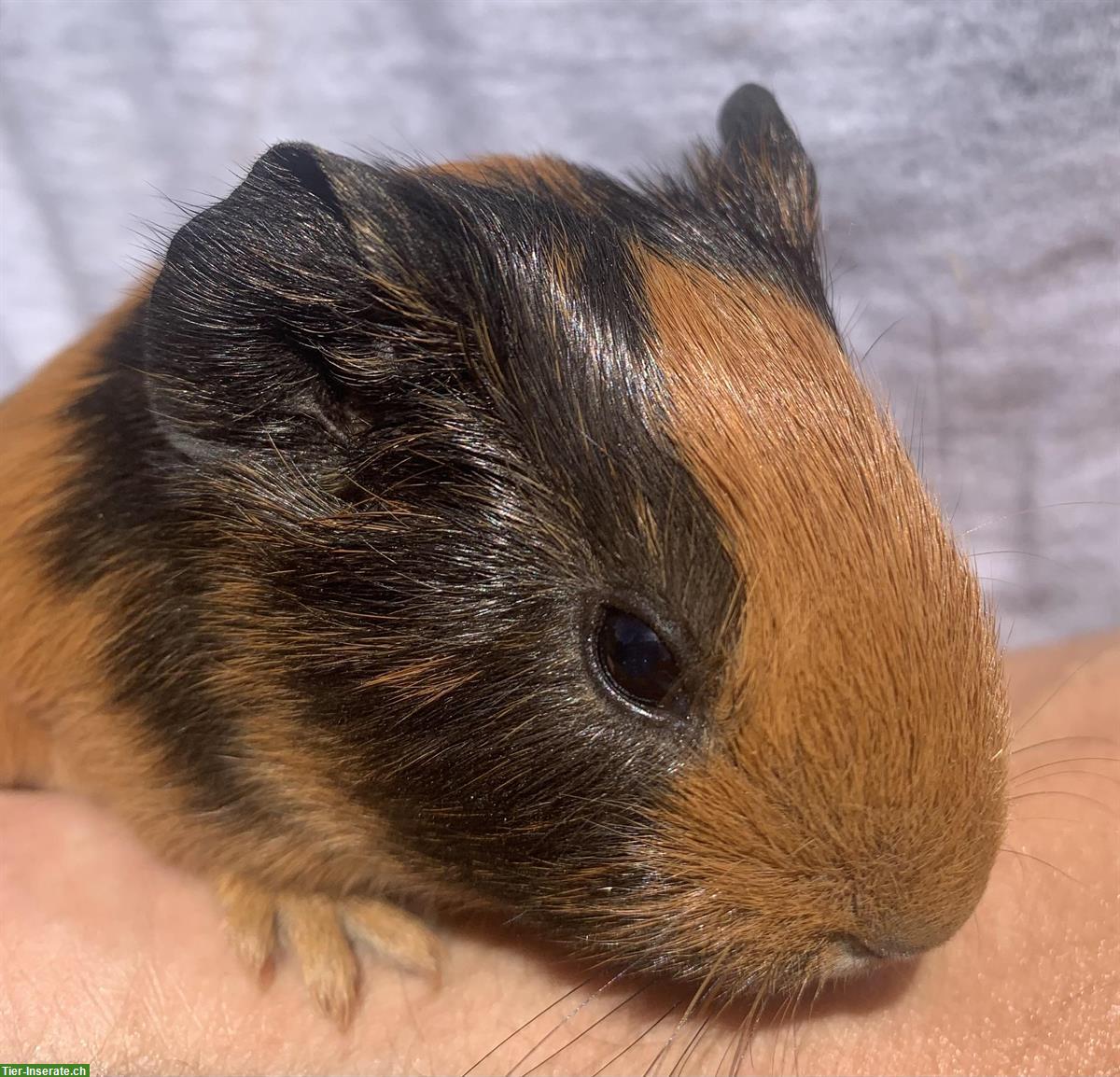 Bild 2: Junge Meerschweinchen, männlich abzugeben