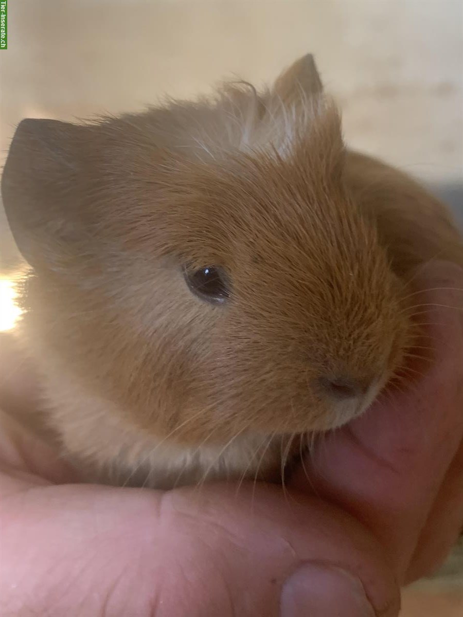 Bild 3: Junge Meerschweinchen, männlich abzugeben