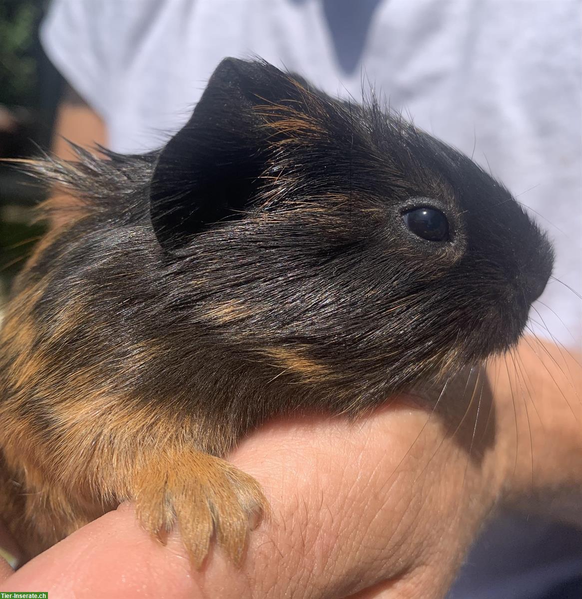 Bild 4: Junge Meerschweinchen, männlich abzugeben