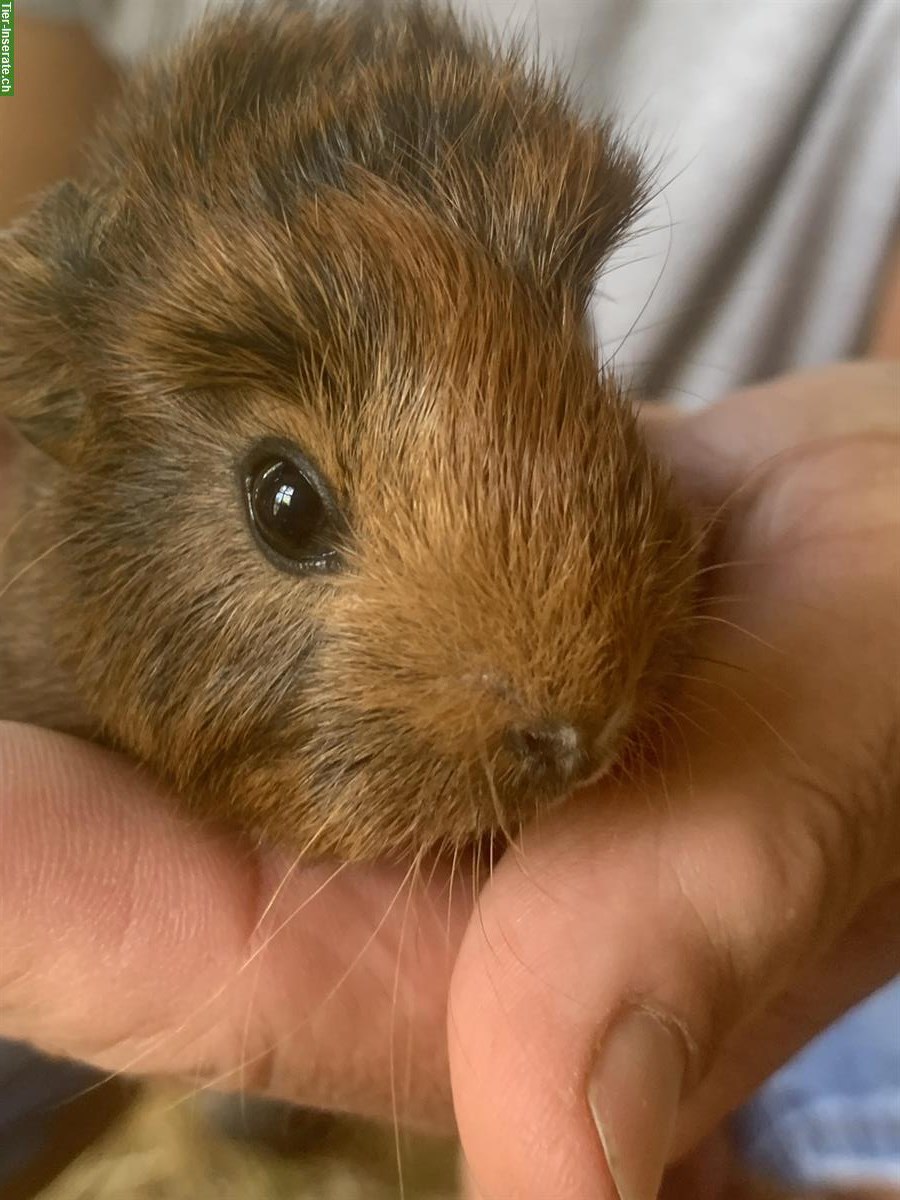 Bild 5: Junge Meerschweinchen, männlich abzugeben