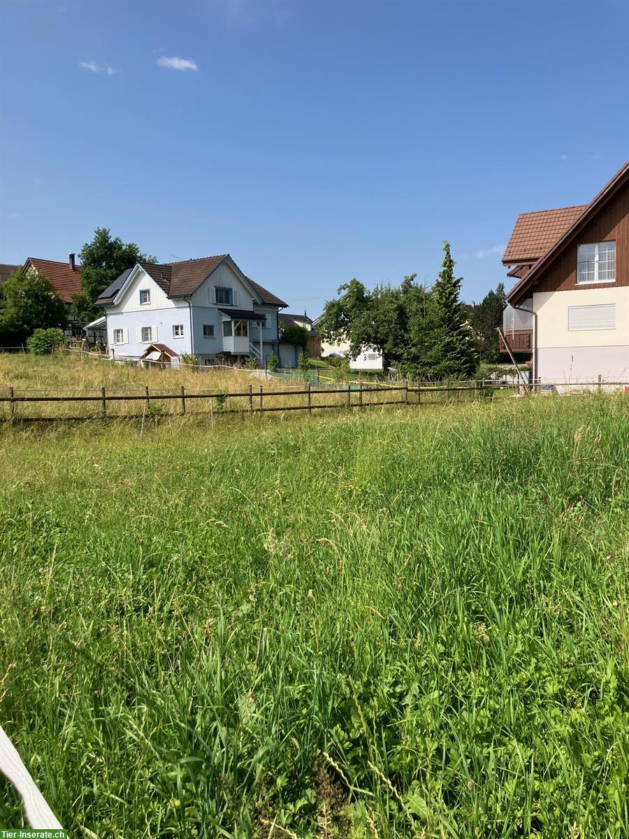 Bild 10: Offen-/Aktivstall frei für 1 Island Wallach, Sommeri TG