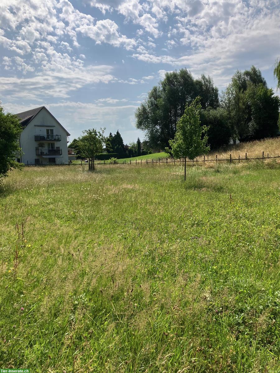 Bild 9: Offen-/Aktivstall frei für 1 Island Wallach, Sommeri TG