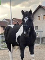 Lieblings Isländer für Freizeitreiter/einsteiger Turnier