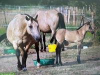 Foundation Quarter Horse Stute zu verkaufen