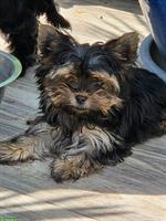 2 süsse Yorkshire Terrier Welpen m/w