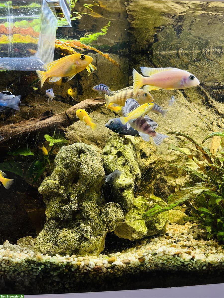 Malawi Buntbarsche & Labidochromis caeruleus aus Hobbyzucht