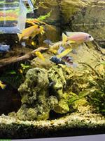 Malawi Buntbarsche & Labidochromis caeruleus aus Hobbyzucht