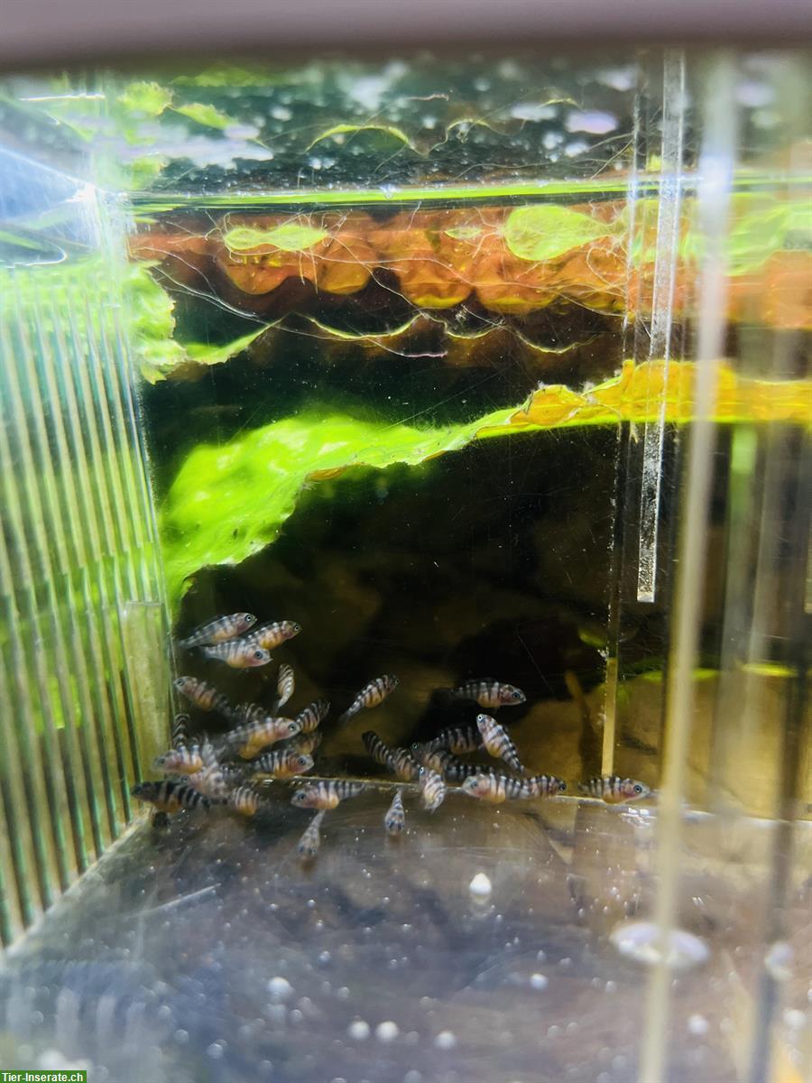 Bild 2: Malawi Buntbarsche & Labidochromis caeruleus aus Hobbyzucht