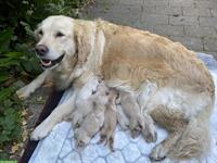 Golden Retriever Welpen zu verkaufen
