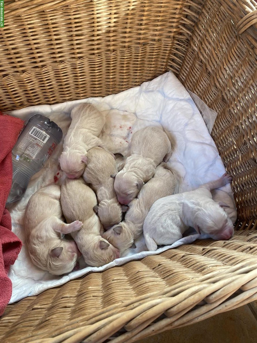 Bild 2: Golden Retriever Welpen zu verkaufen