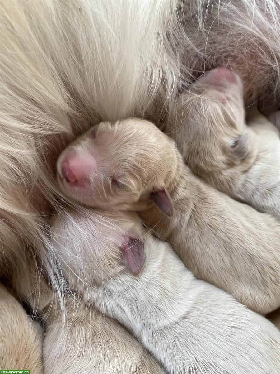 Bild 3: Golden Retriever Welpen zu verkaufen