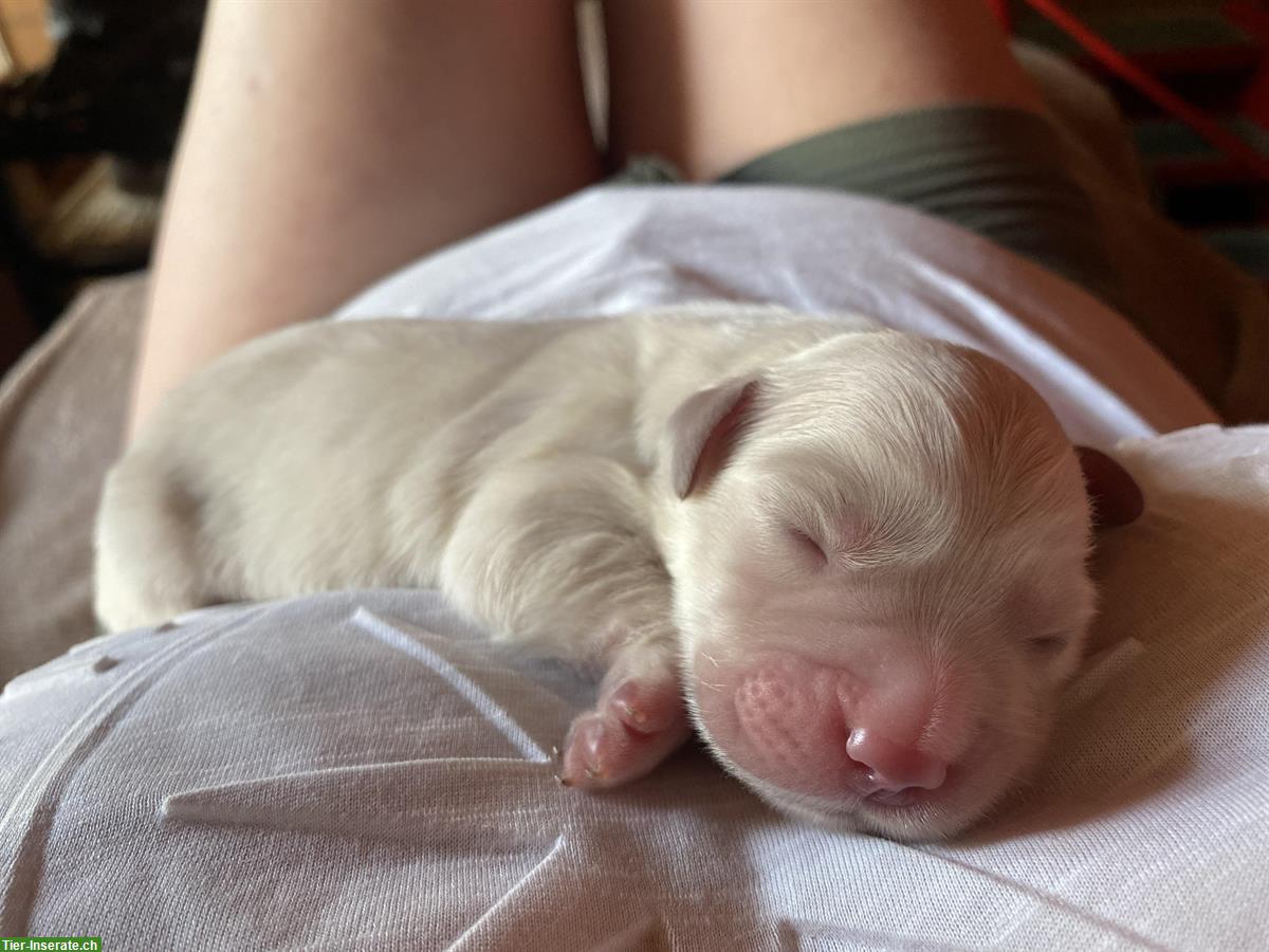 Bild 4: Golden Retriever Welpen zu verkaufen