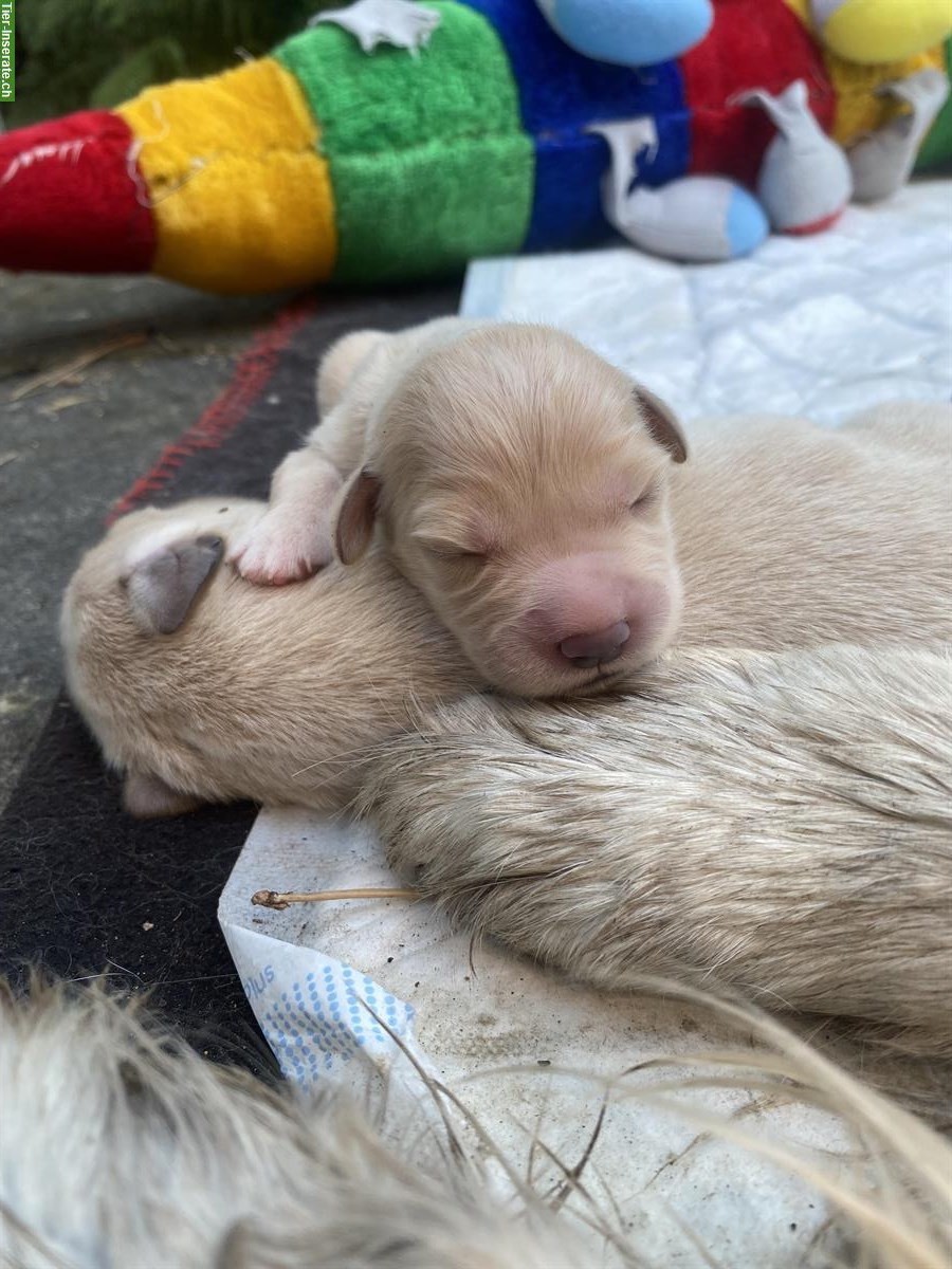 Bild 5: Golden Retriever Welpen zu verkaufen