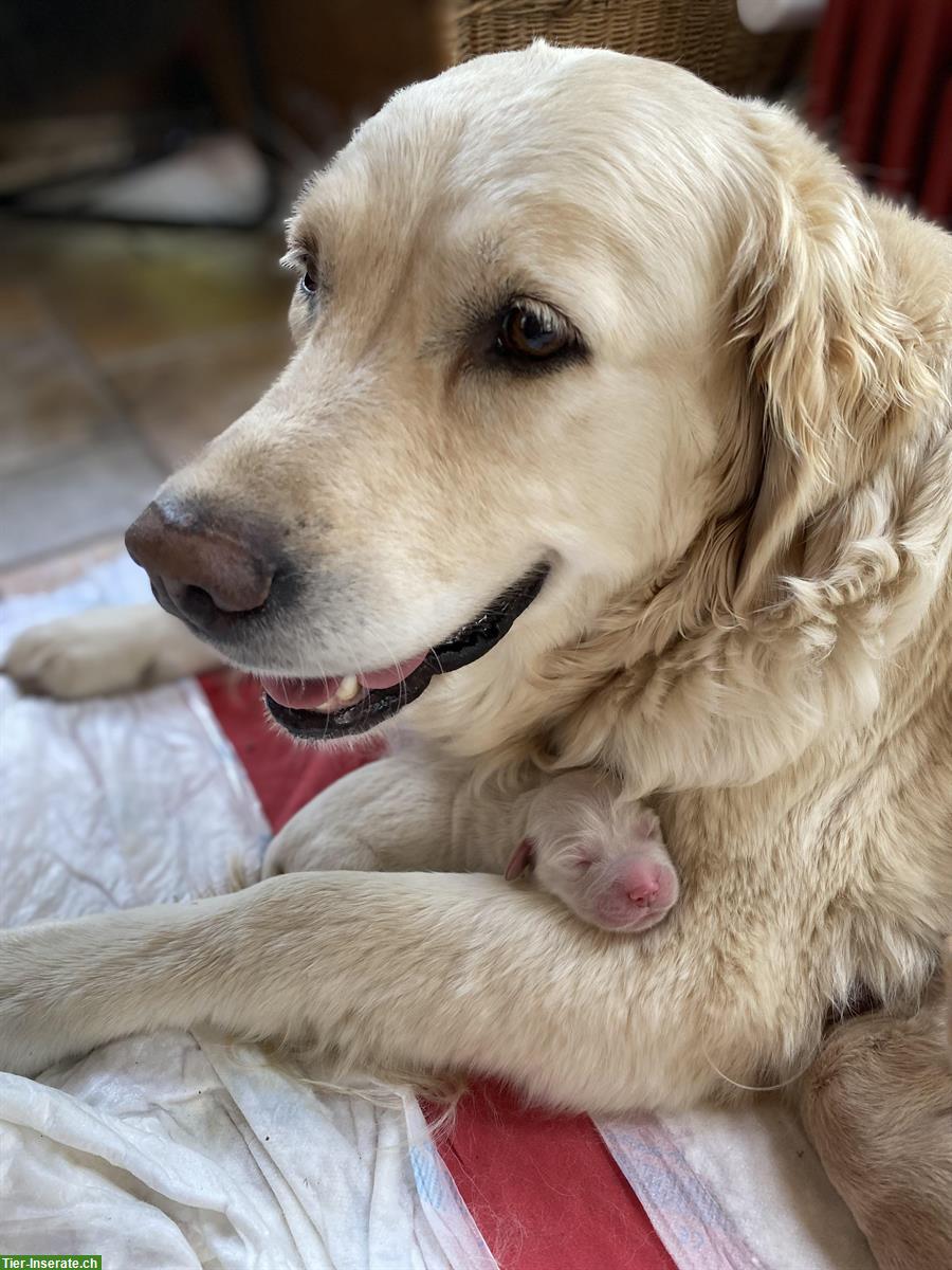 Bild 6: Golden Retriever Welpen zu verkaufen
