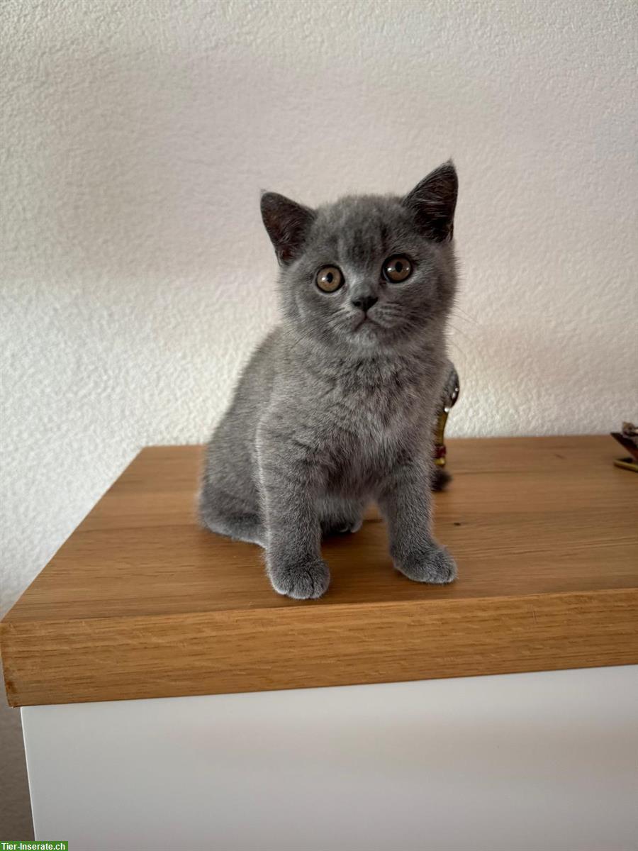 Blaue BKH Kitten 13 Wochen alt