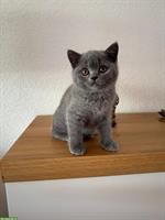 Blaue BKH Kitten 13 Wochen alt