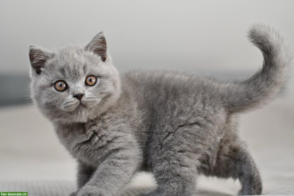 Bild 2: Blaue BKH Kitten 13 Wochen alt