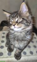 Reinrassige Maine Coon Kitten