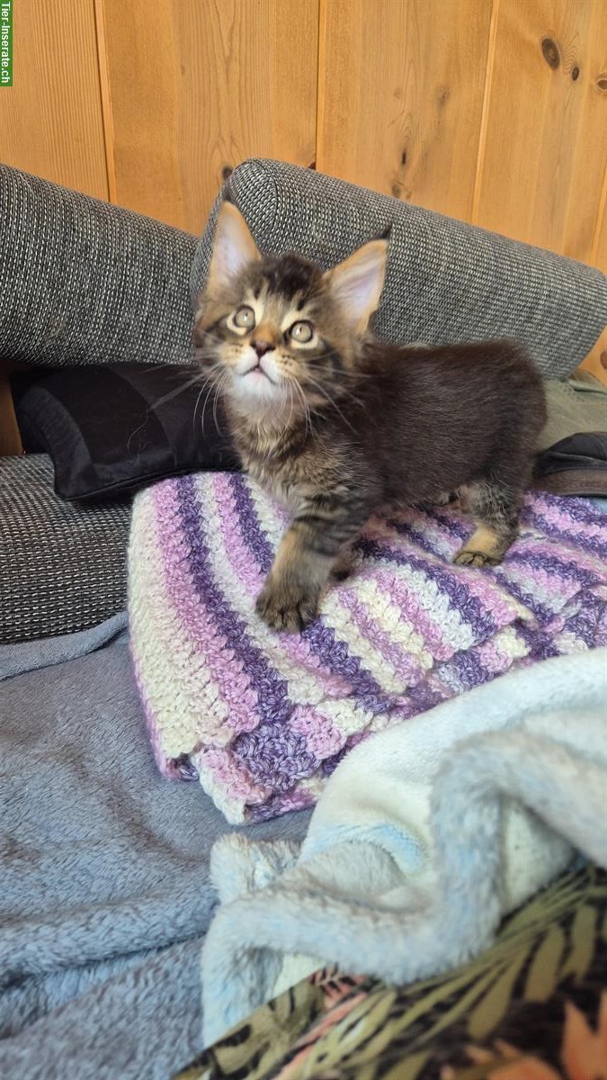 Bild 2: Reinrassige Maine Coon Kitten