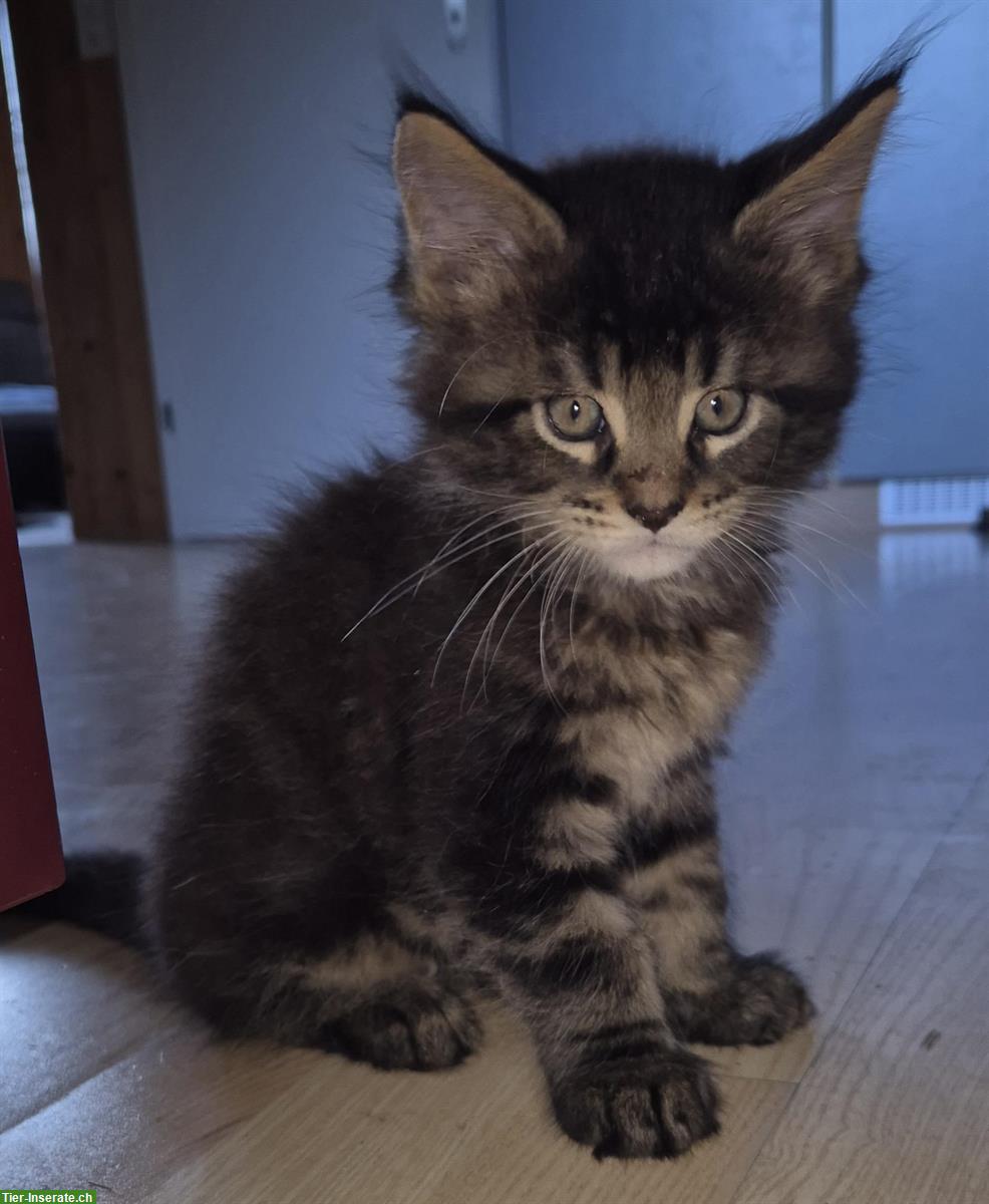 Bild 3: Reinrassige Maine Coon Kitten