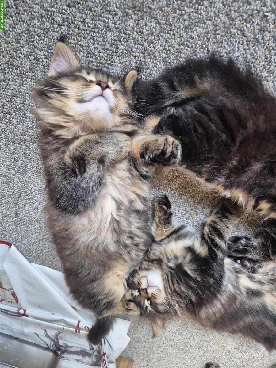 Bild 4: Reinrassige Maine Coon Kitten