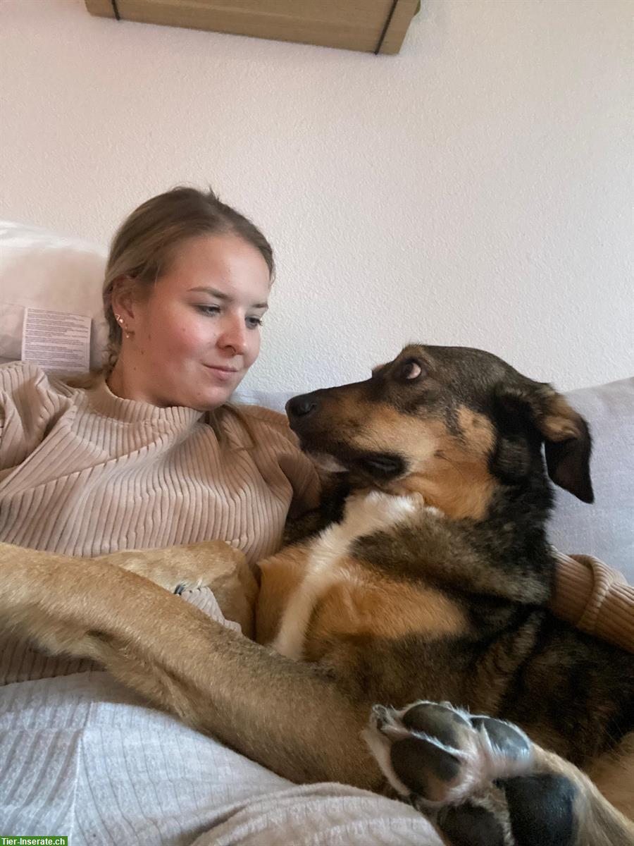Bild 10: Neue Familie für Schäfermix Hündin Ebba, 5-jährig
