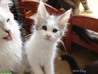Maine Coon Kitten mit Stammbaum