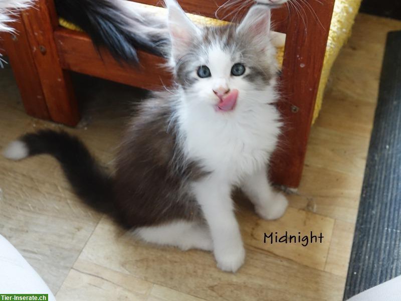 Bild 2: Maine Coon Kitten mit Stammbaum