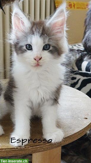 Bild 3: Maine Coon Kitten mit Stammbaum