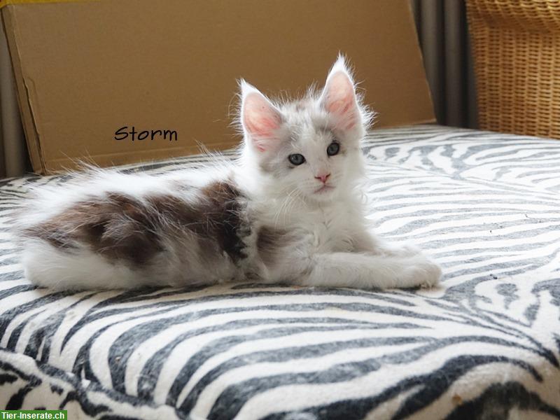 Bild 4: Maine Coon Kitten mit Stammbaum