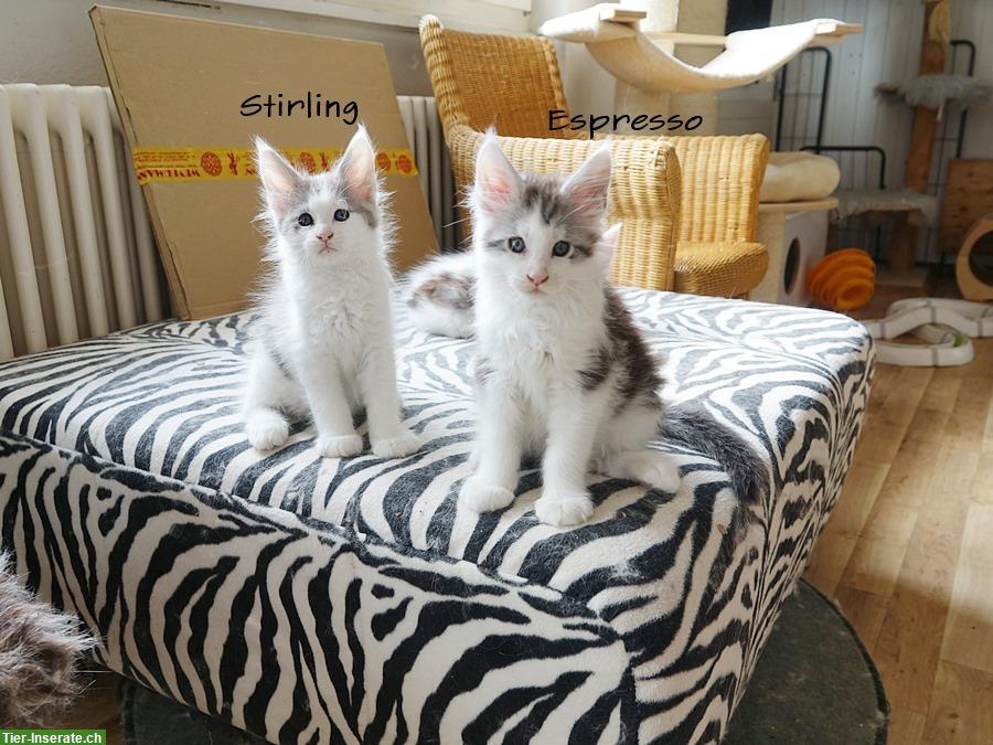 Bild 5: Maine Coon Kitten mit Stammbaum