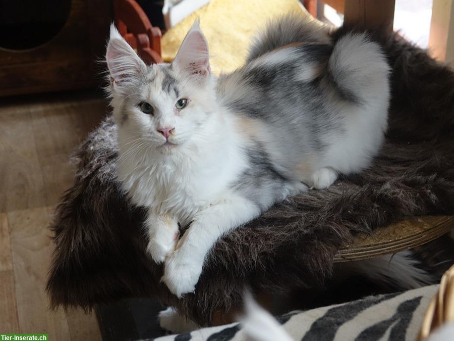 Bild 6: Maine Coon Jungtiere und Kastratin mit Stammbaum