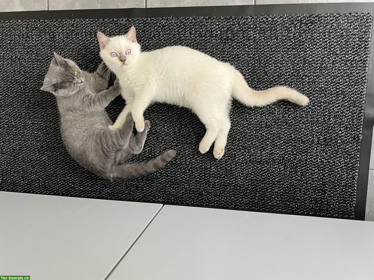 2 liebe BKH Kitten suchen ein neues Zuhause