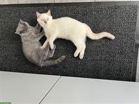 2 liebe BKH Kitten suchen ein neues Zuhause