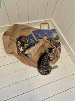 2 junge Kitten zu verkaufen