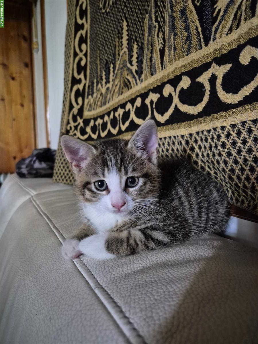 Bild 2: 2 junge Kitten zu verkaufen