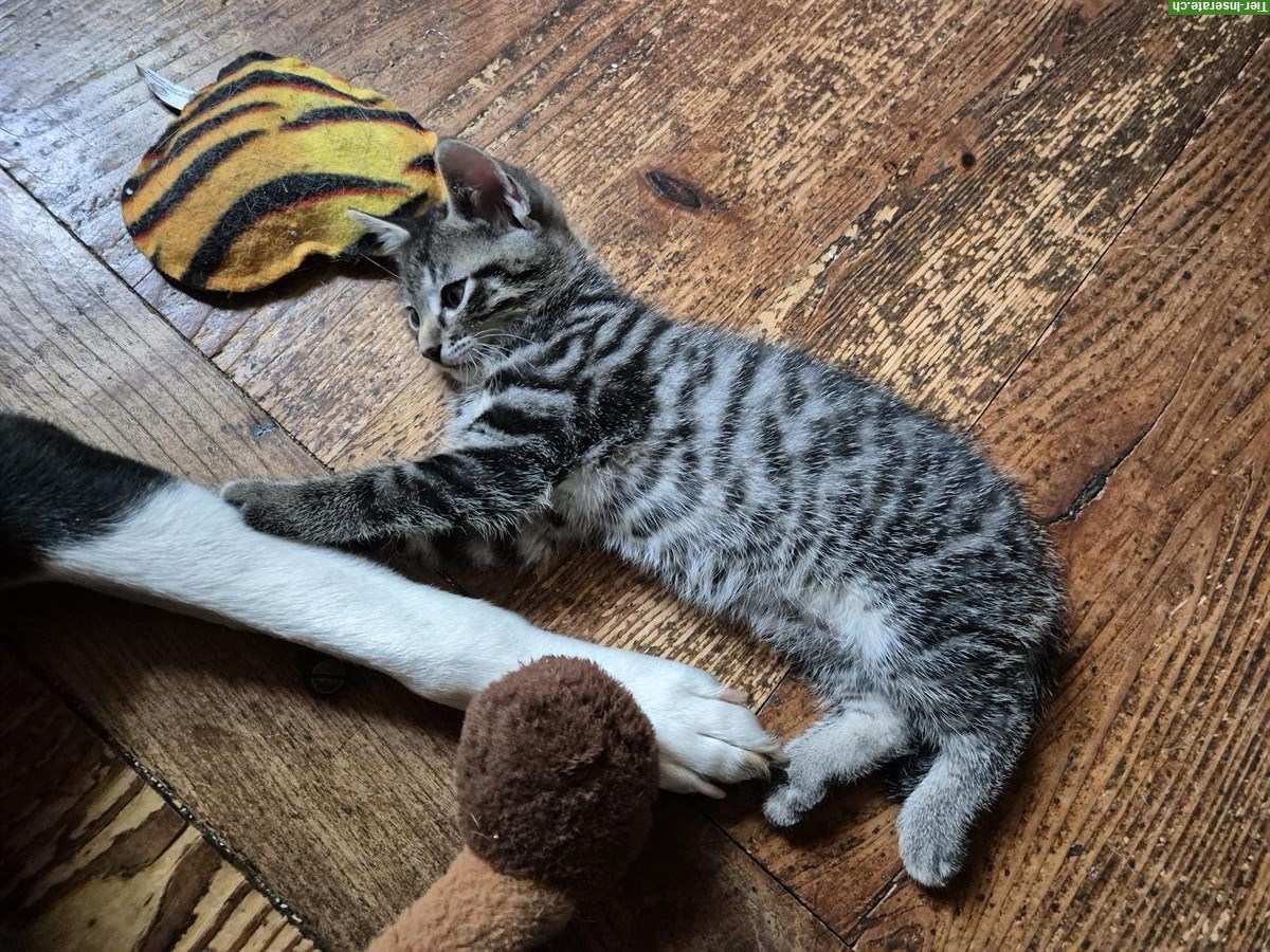 Bild 3: 2 junge Kitten zu verkaufen