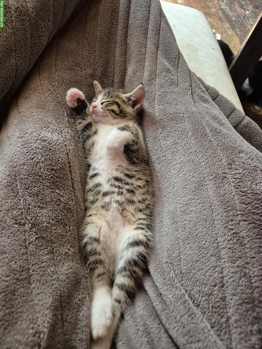 Bild 4: 2 junge Kitten zu verkaufen