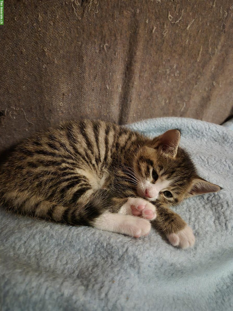 Bild 5: 2 junge Kitten zu verkaufen