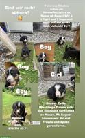Border Collie Mischlingswelpen abzugeben