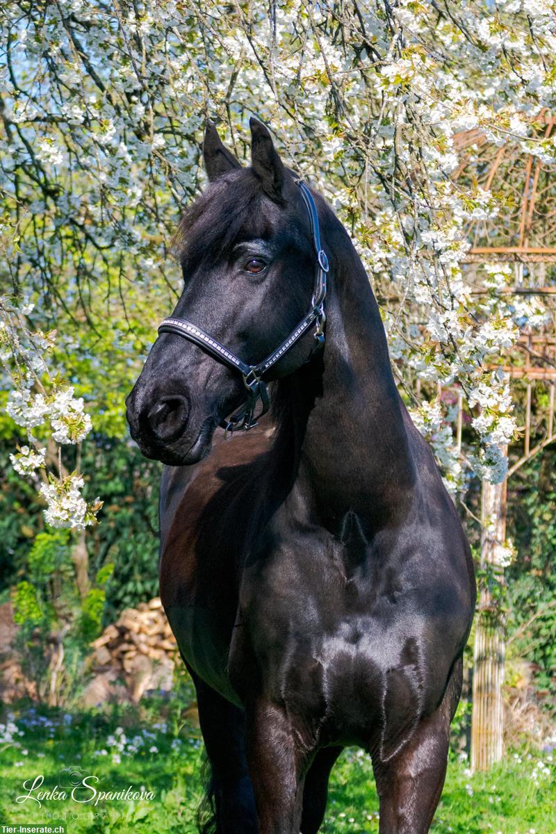 Suche zuverlässige Reitbeteiligung für Friesen Wallach, Aargau