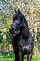 Suche zuverlässige Reitbeteiligung für Friesen Wallach, Aargau