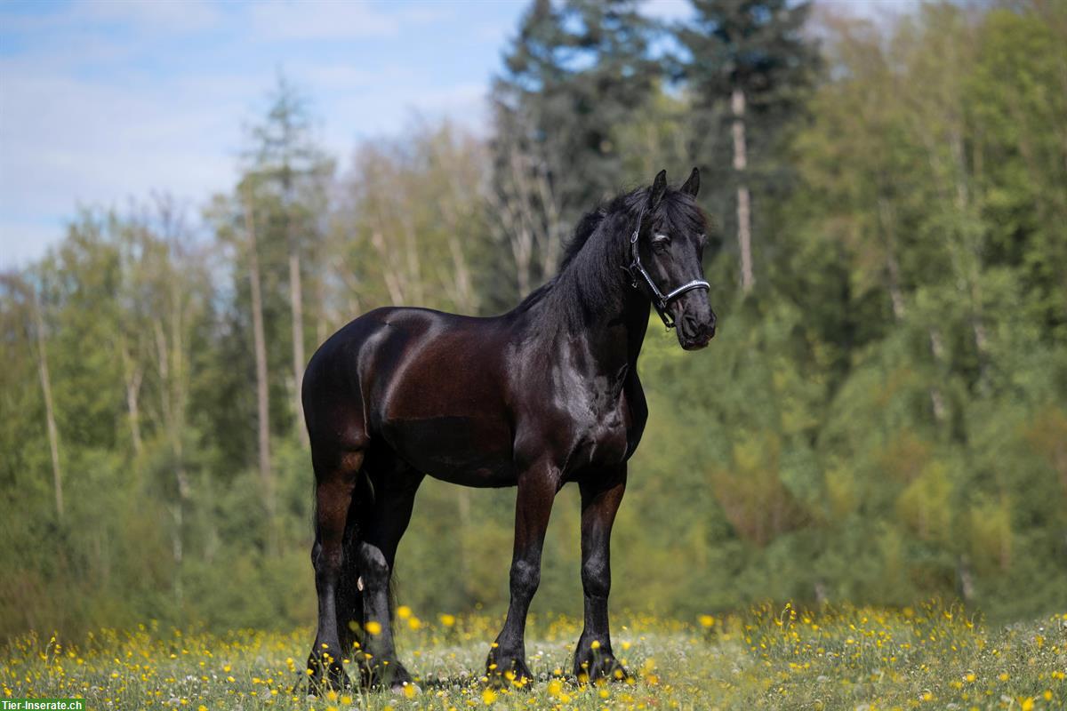 Bild 2: Suche zuverlässige Reitbeteiligung für Friesen Wallach, Aargau
